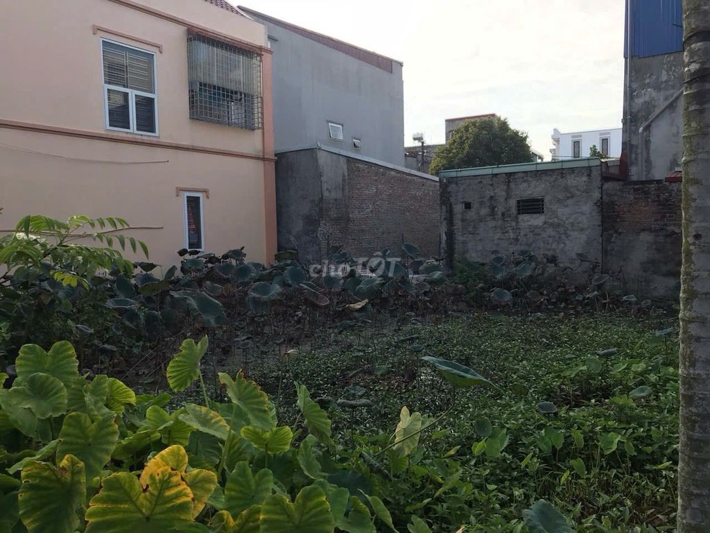 Cần bán đất ở Trang Quan , An Hải, Hải Phòng - Ảnh 1