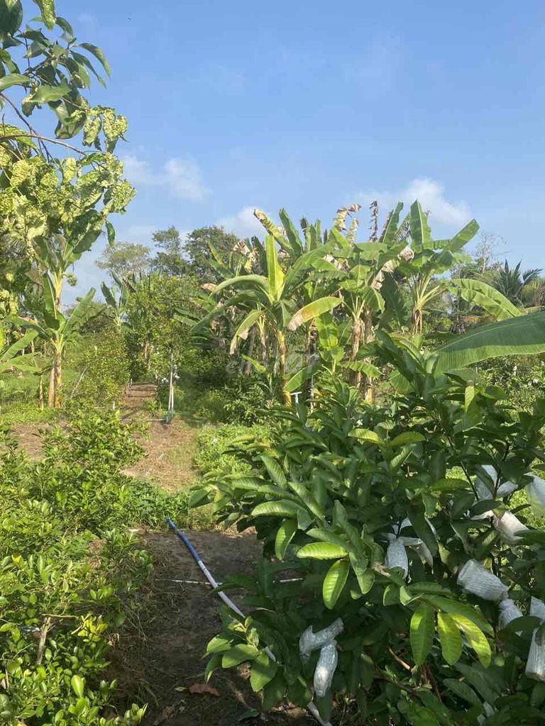 Bán đất thổ cư cách chợ Phú Long 600m - Ảnh 2