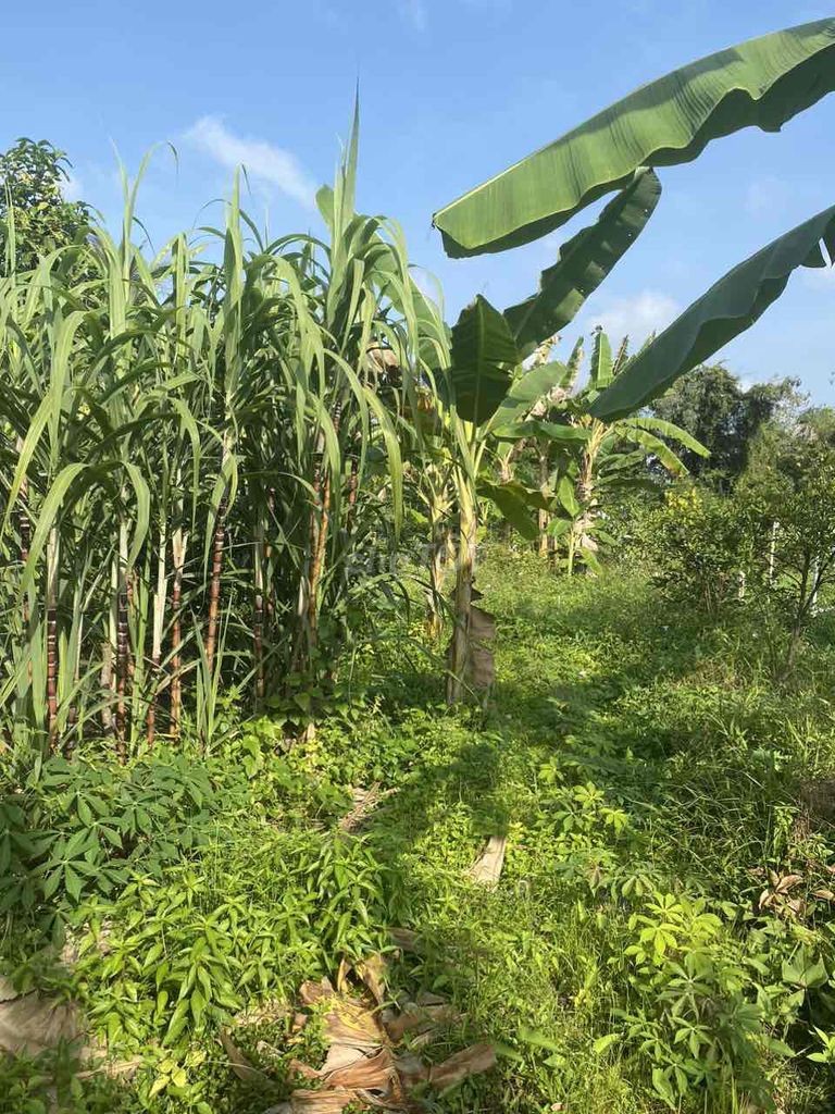 Bán đất thổ cư cách chợ Phú Long 600m - Ảnh 3