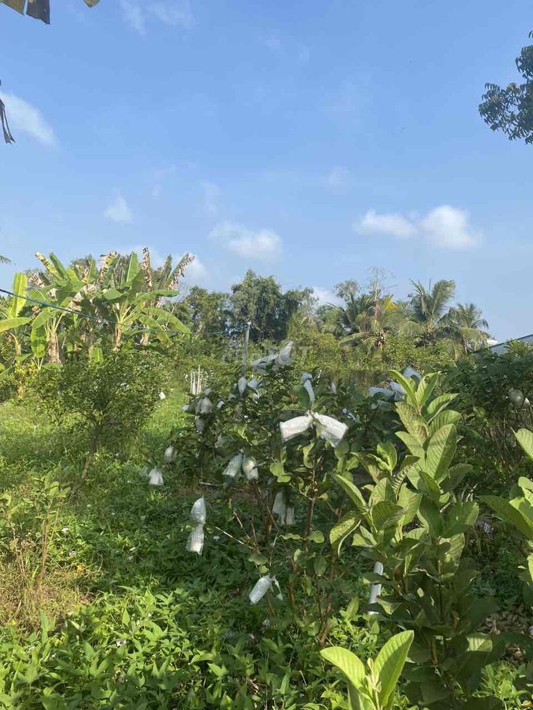 Bán đất thổ cư cách chợ Phú Long 600m - Ảnh 5