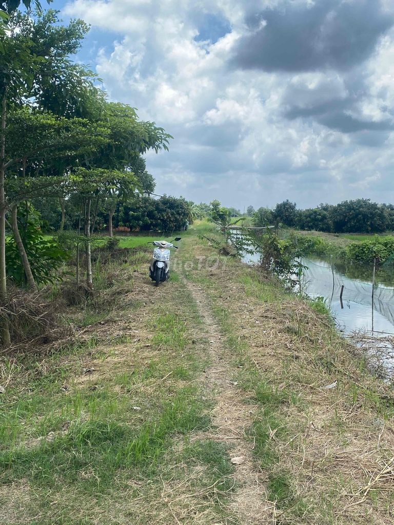 Bán Đất Ruộng đã lên vường vĩnh thới đồng tháp - Ảnh 1