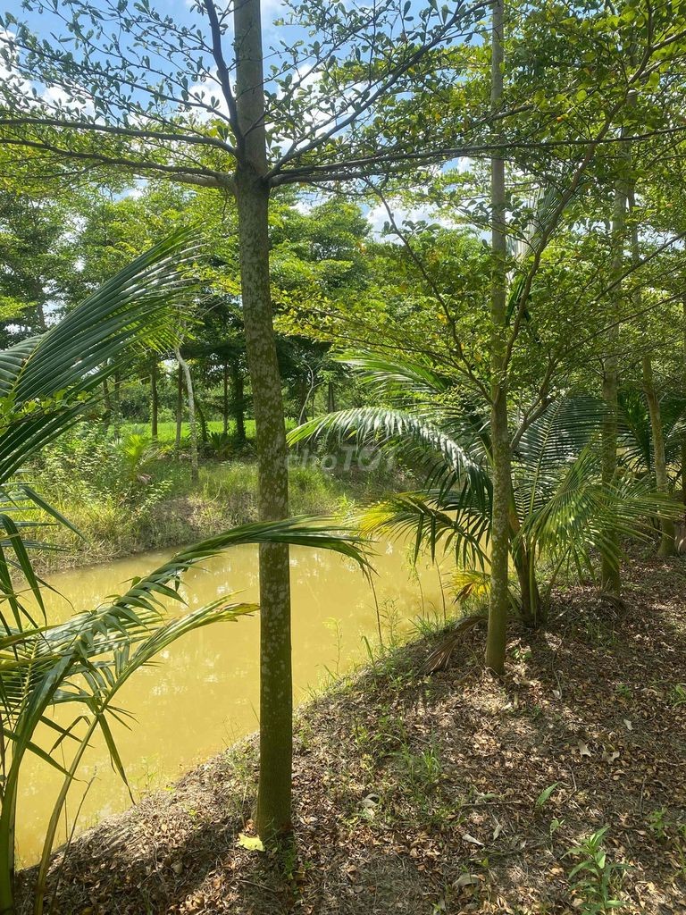 Bán Đất Ruộng đã lên vường vĩnh thới đồng tháp - Ảnh 2