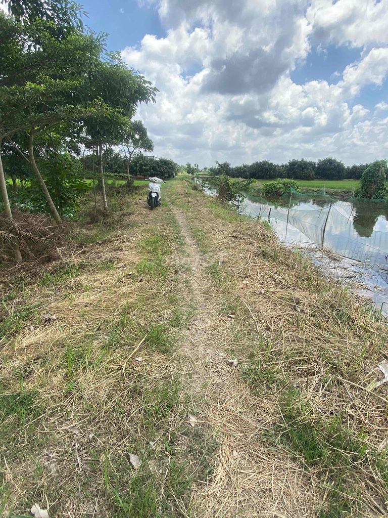 Bán Đất Ruộng đã lên vường vĩnh thới đồng tháp - Ảnh 6