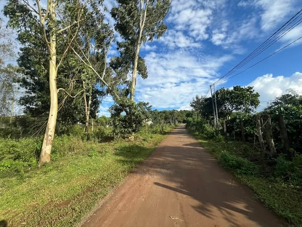 🌲 BÁN ĐẤT ĐỒI THÔNG – VỊ TRÍ ĐẸP, ĐẤT Ở 100% - Ảnh 1