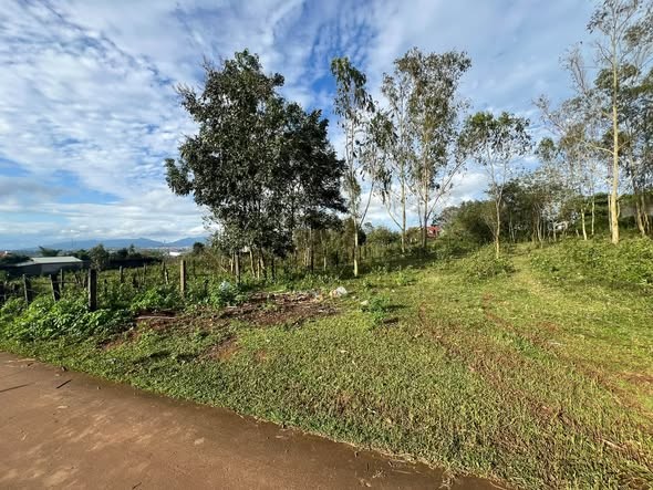 🌲 BÁN ĐẤT ĐỒI THÔNG – VỊ TRÍ ĐẸP, ĐẤT Ở 100% - Ảnh 2