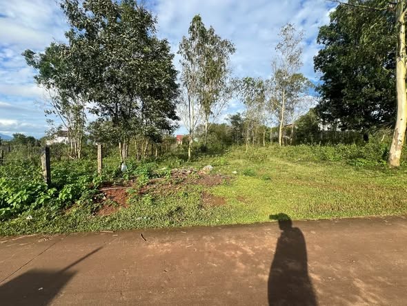 🌲 BÁN ĐẤT ĐỒI THÔNG – VỊ TRÍ ĐẸP, ĐẤT Ở 100% - Ảnh 3
