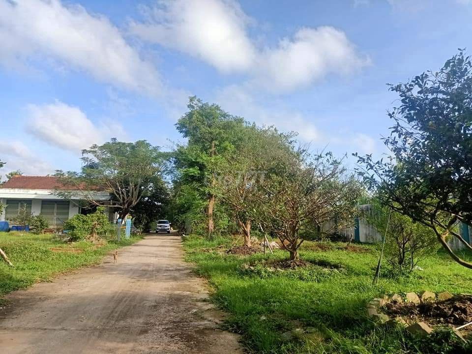 MT Quản Lộ Phụng Hiệp, Tân Thành, Cà Mau, 8898m, ngang 69m, chỉ 29 tỷ. - Ảnh 3