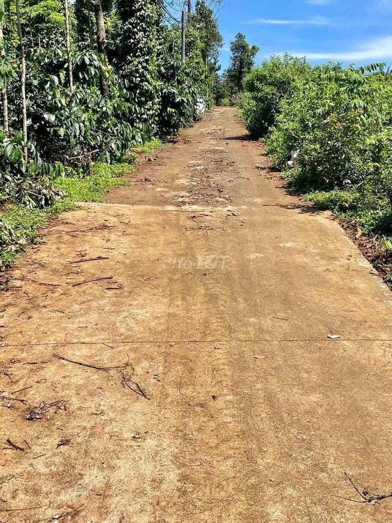 Cần bán lô đất 10x50 thị trấn Ia Kha - Ảnh 3
