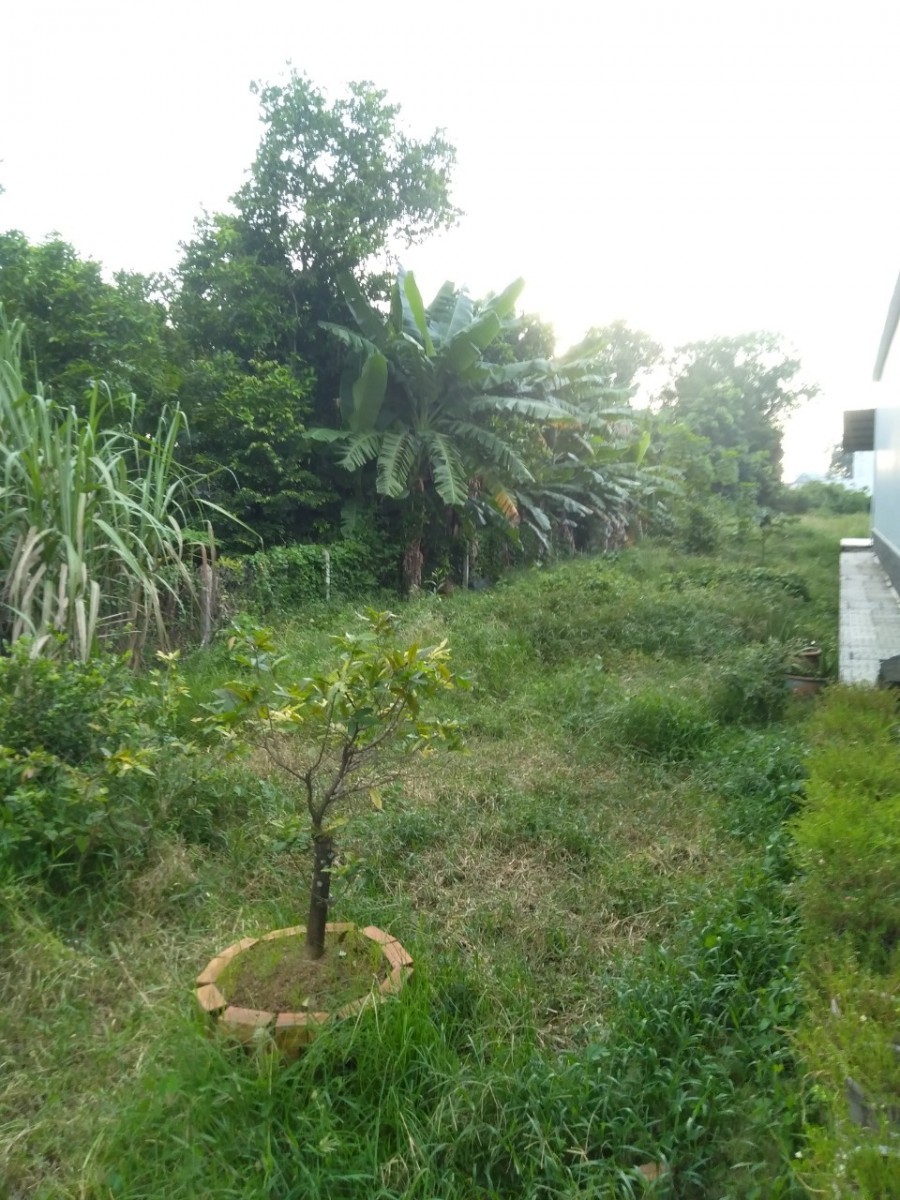 Bán 560m2 đất Củ Chi Sổ Hồng Riêng Giá Rẻ - Ảnh 2