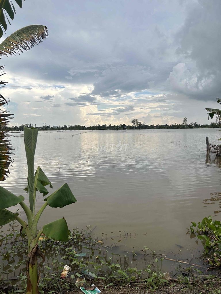 bán đất ruộng - Ảnh 1
