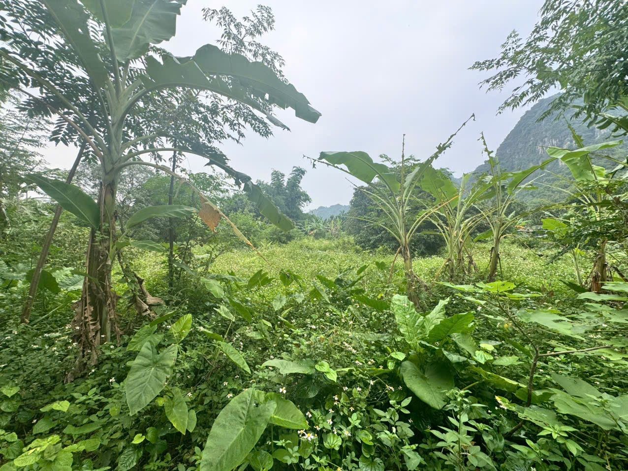 3233m có 400 thổ cư - VIEW NÚI NON HÙNG VĨ - Liên sơn, Lương sơn - giá hơn 2tr/m - Ảnh 2