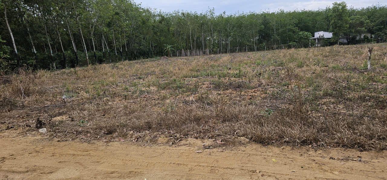 Đất chính chủ- 1930 m2, có 300 m2 thổ cư. hai mặt tiền, giá 3.75 tỷ - Ảnh 3