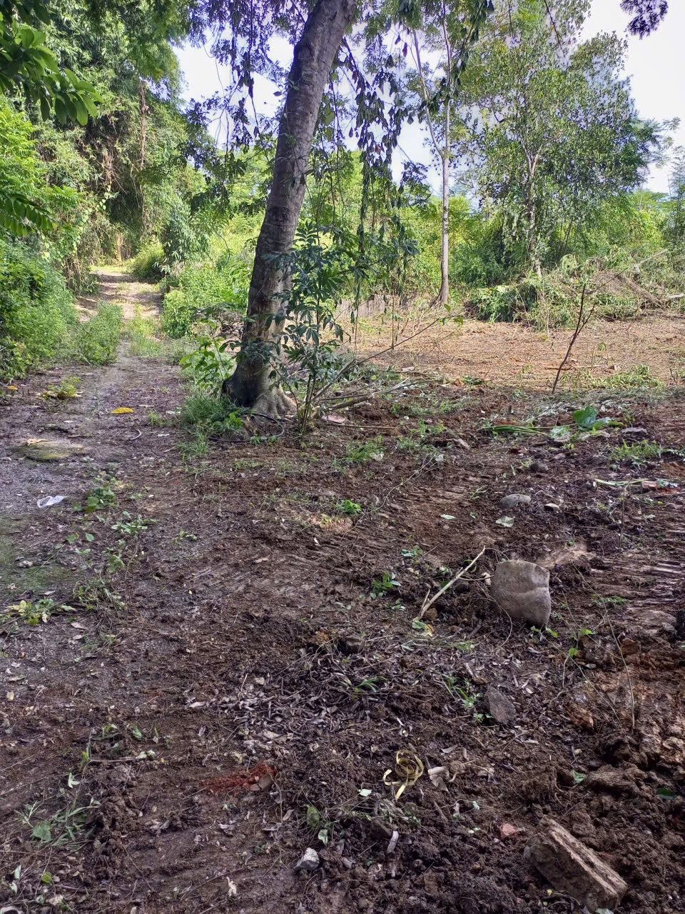 1904m có 400m thổ cư - trục chính KD - xã Liên Sơn Huyện Lương Sơn - Ảnh 2