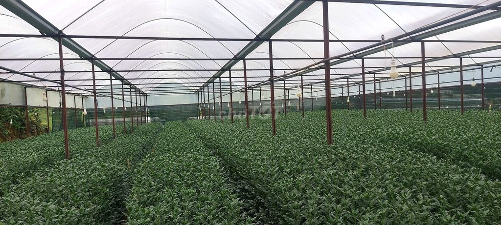 🔥 BÁN GẤP 3.000M² ĐẤT NÔNG NGHIỆP – 2 MẶT ĐƯỜNG – Ô TÔ VÀO TẬN NƠI 🔥 - Ảnh 3