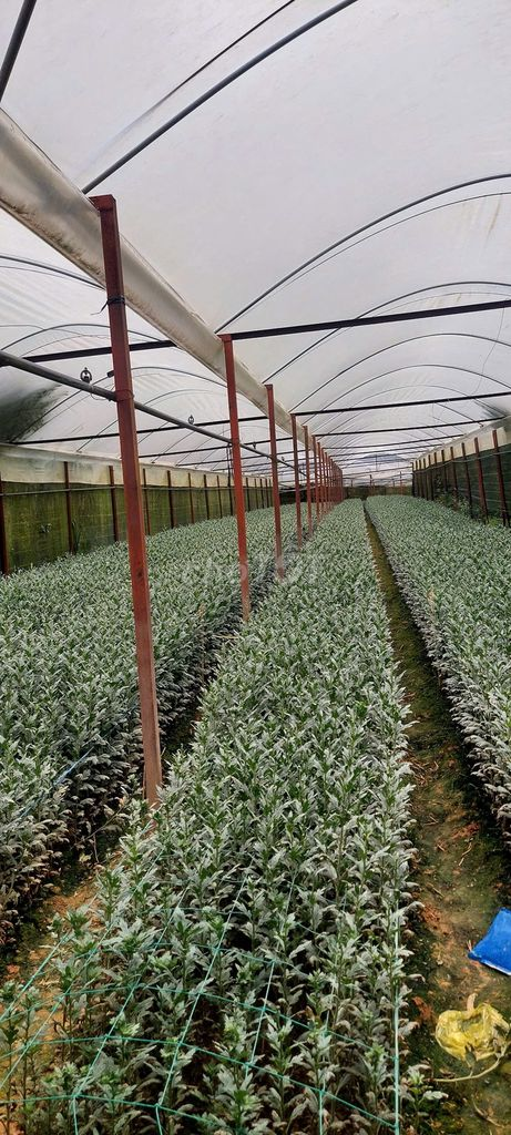🔥 BÁN GẤP 3.000M² ĐẤT NÔNG NGHIỆP – 2 MẶT ĐƯỜNG – Ô TÔ VÀO TẬN NƠI 🔥 - Ảnh 5