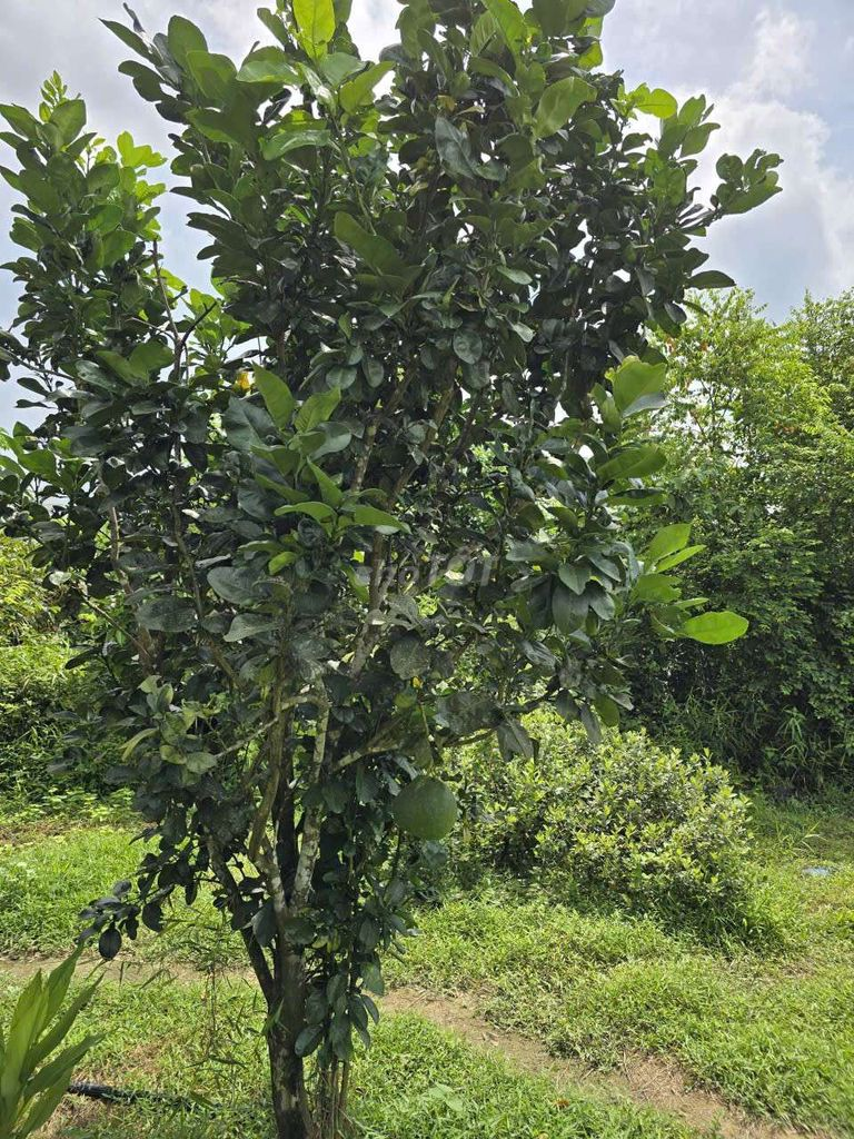 Bán 9932m2 Đất Giáp Suối Lớn - Có Sẵn Thổ Cư - Mặt Tiền Nhựa Lớn