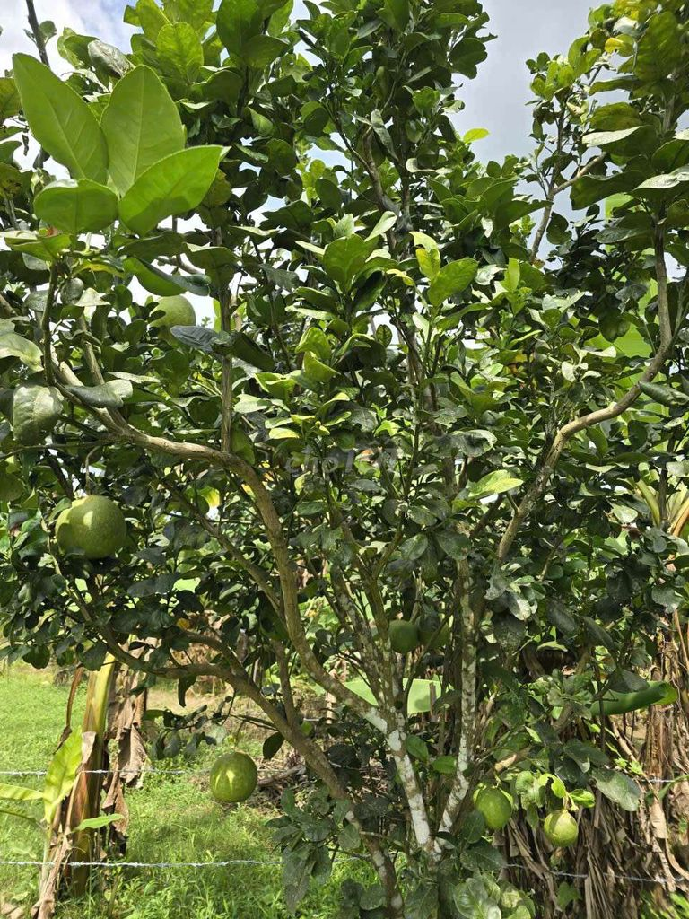 Bán 9932m2 Đất Giáp Suối Lớn - Có Sẵn Thổ Cư - Mặt Tiền Nhựa Lớn