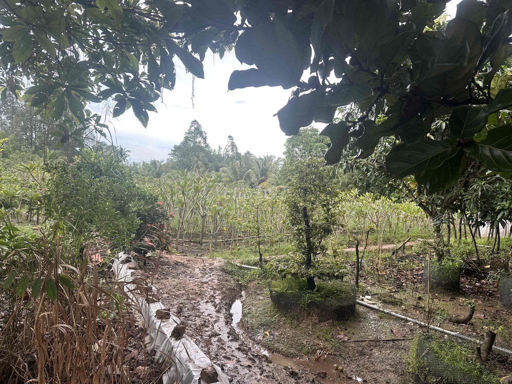 Bán Đất - Ảnh 3