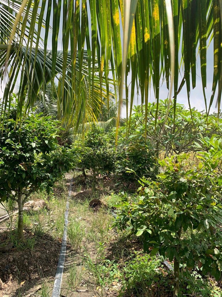 đất vườn Đồng Tháp - Ảnh 4