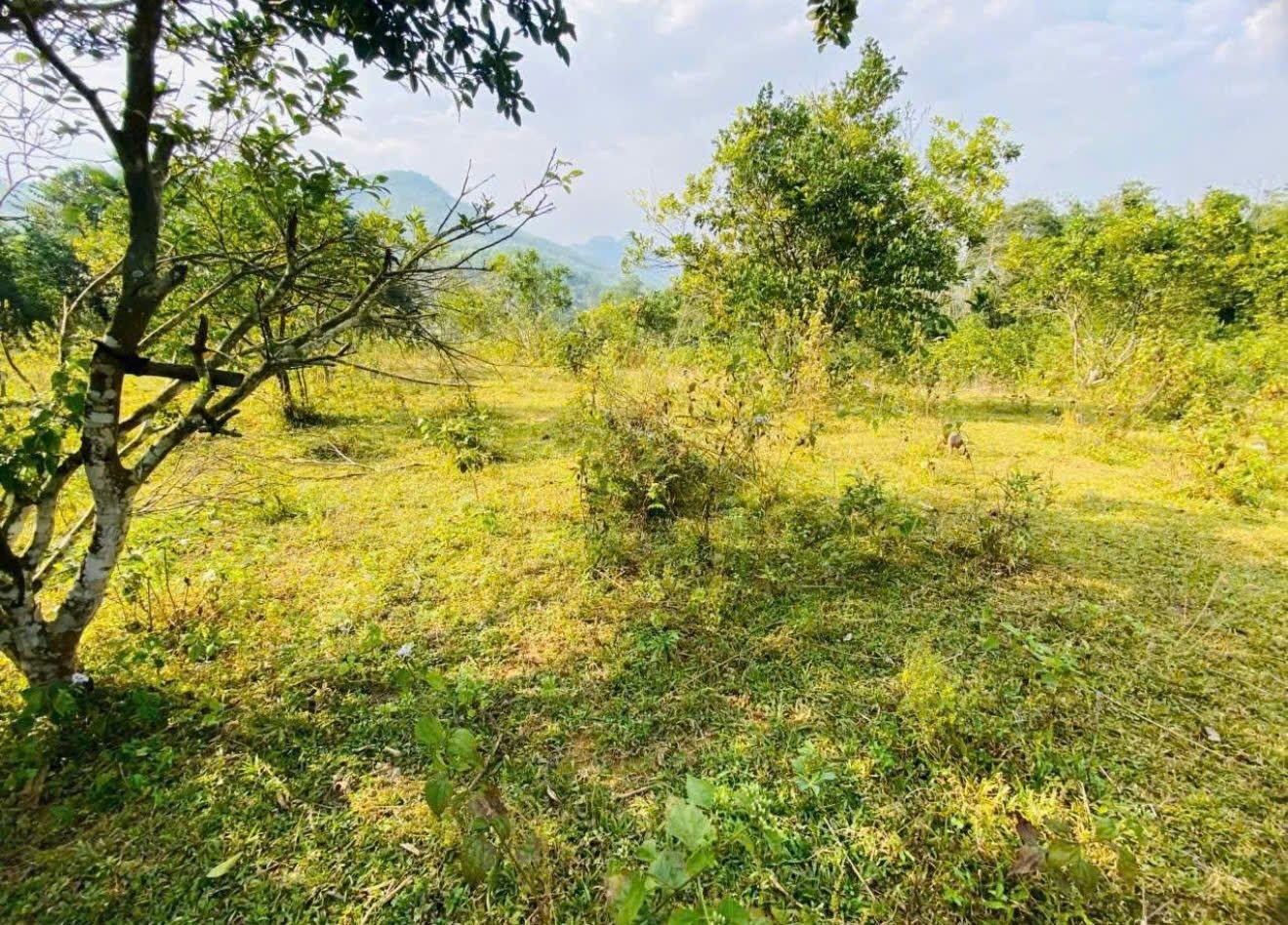 🔥 1,8HA GIÁ CHỈ NHỈNH 2 TỶ - ĐẤT NGHỈ DƯỠNG KIM BÔI - HÒA BÌNH 🔥 - Ảnh 2
