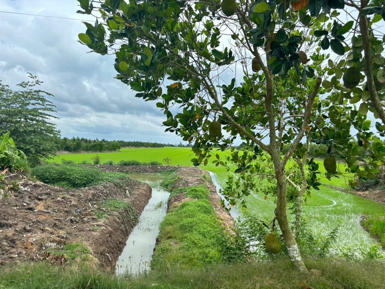 Bán Nhà riêng 1928.8m2 có sẵn 258 m2 thổ cư giá 1.95 tỷ tại Xã Hậu Thạnh Đông Huyện Tân Thạnh Long An - Ảnh 10
